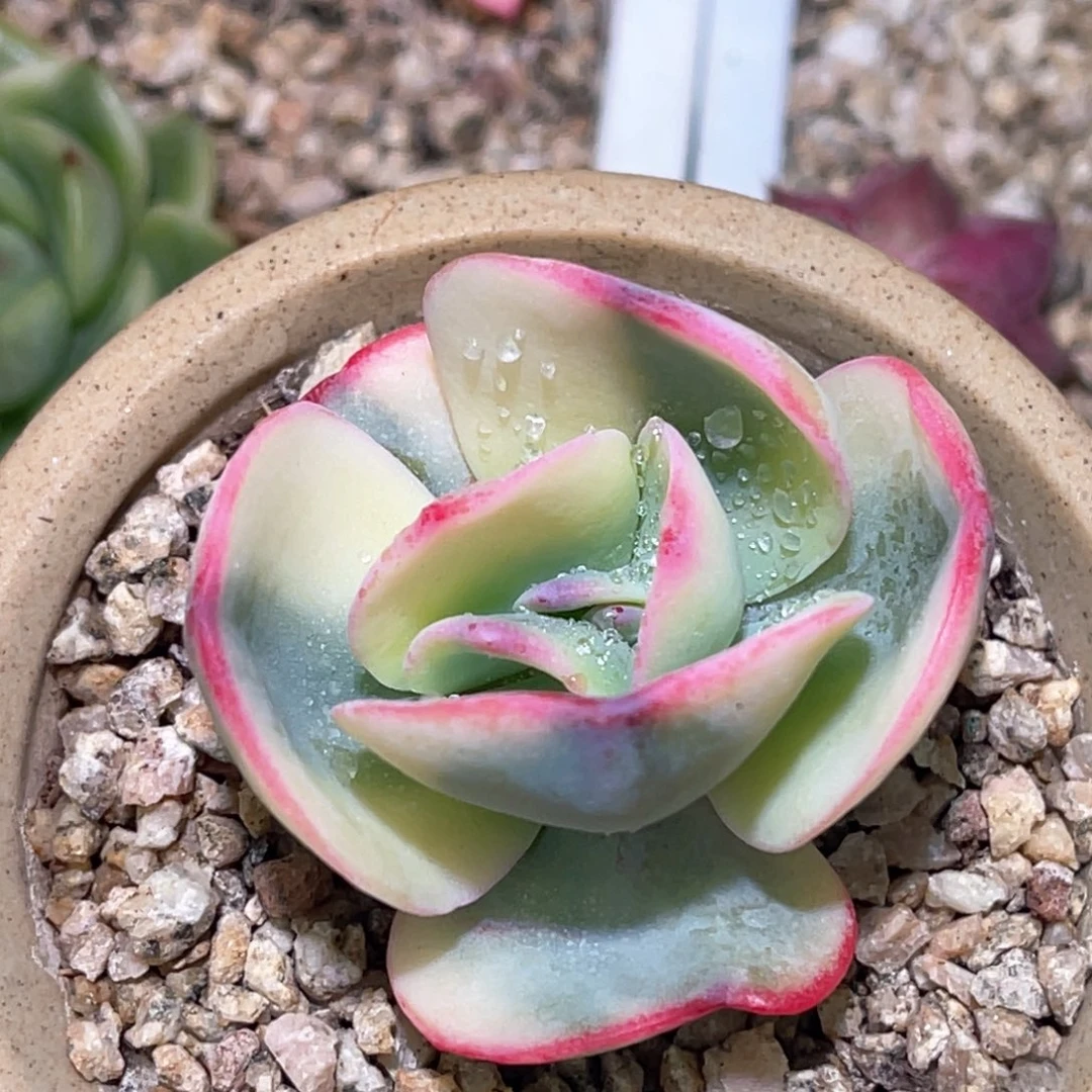 ?**?多肉特价布鲁兰侧芽