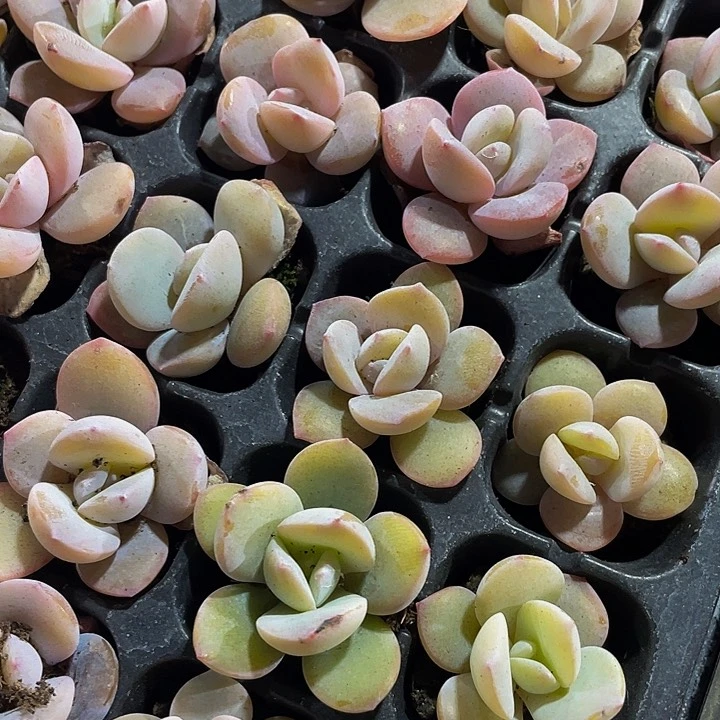 小奶茶1元带土发