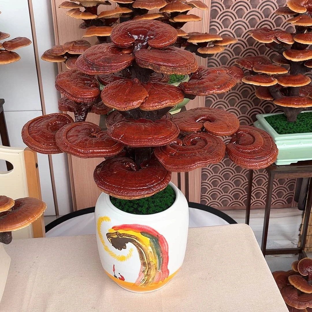 无花朵万事如意888888888888888