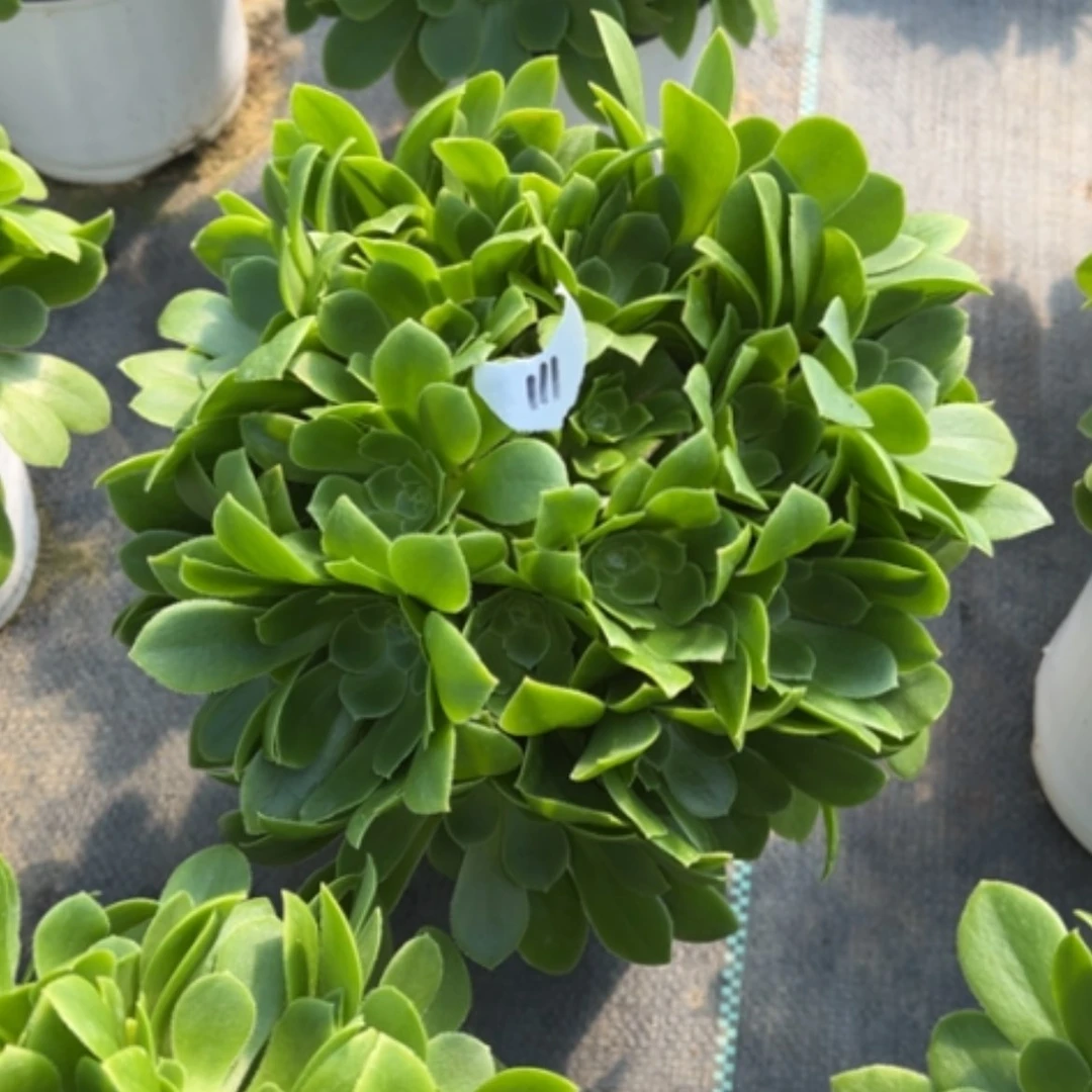 【闪购商品】111绿玫瑰多肉法师