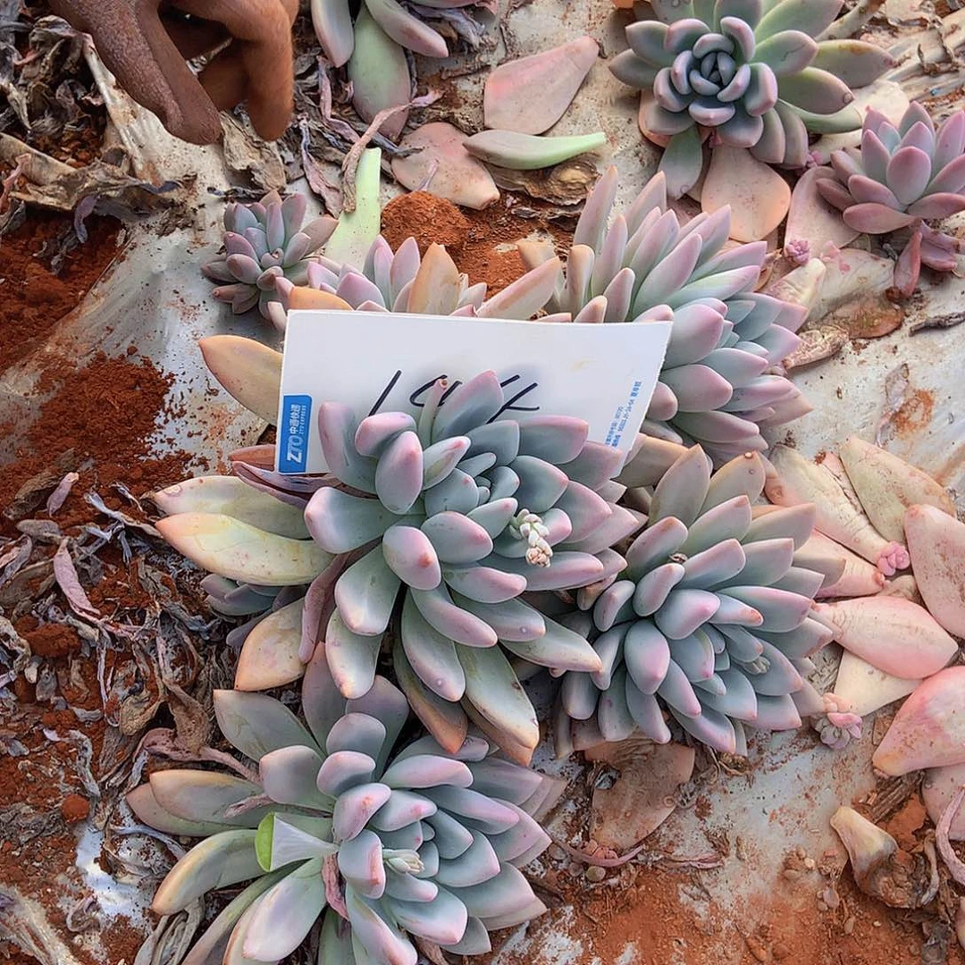 一物一拍多肉地载奥普144