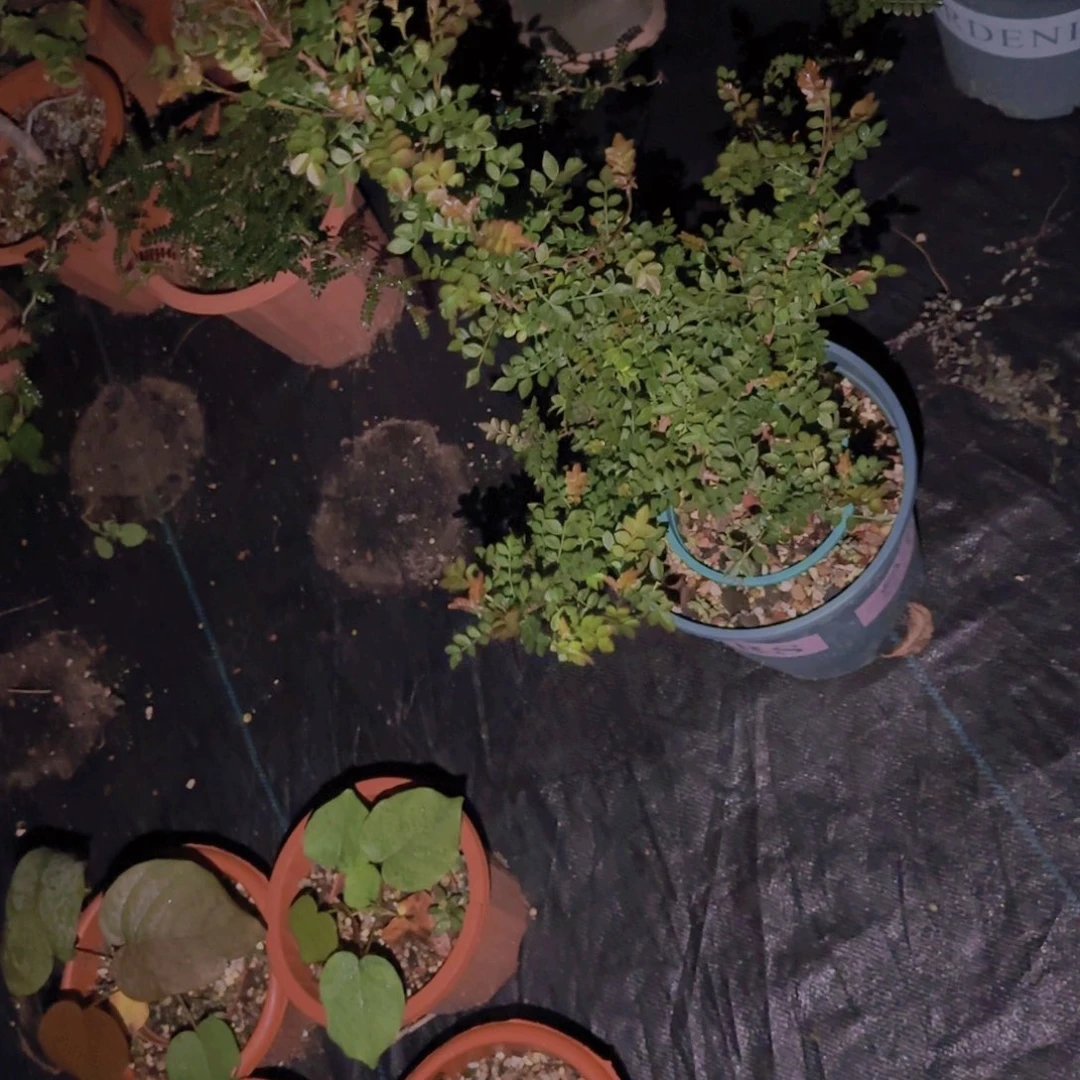 c***.块根植物块根植物
