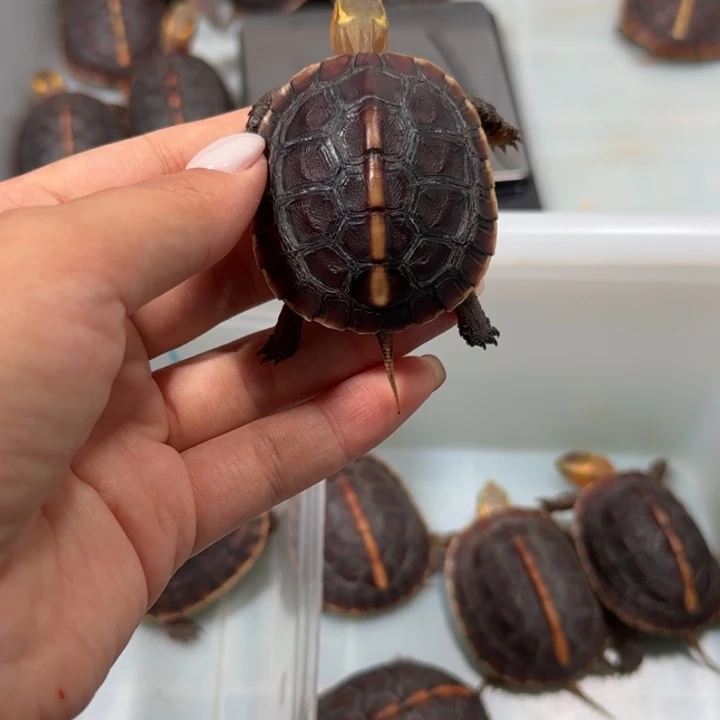 Z***哲宠物龟公母搭配安缘