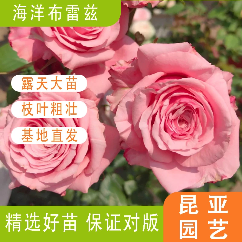 昆亚花园海洋布雷兹月季花苗阳台庭院盆栽带花苞