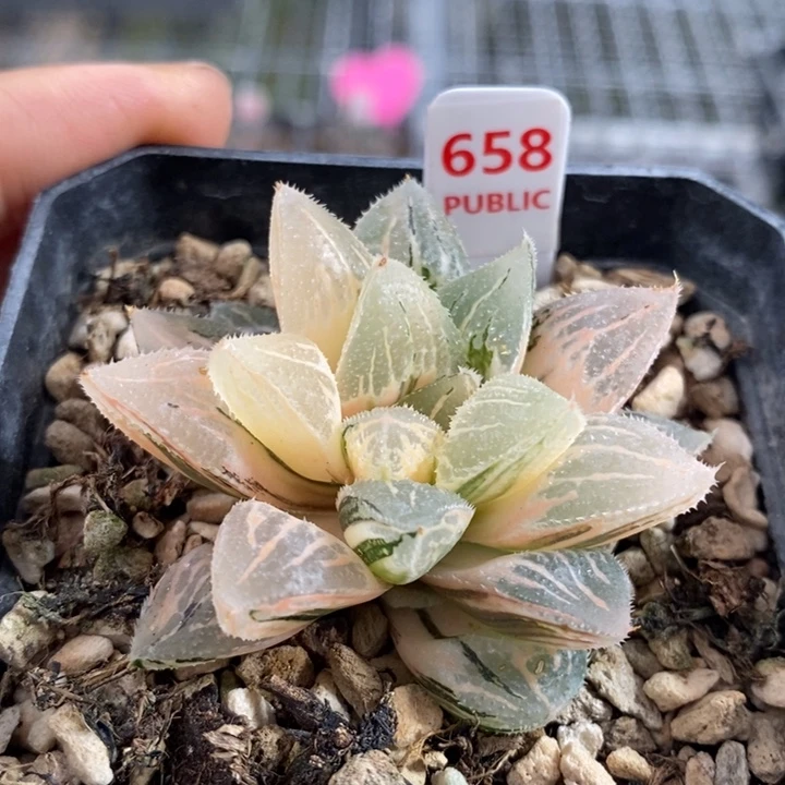 658号冰沙糖锦多肉