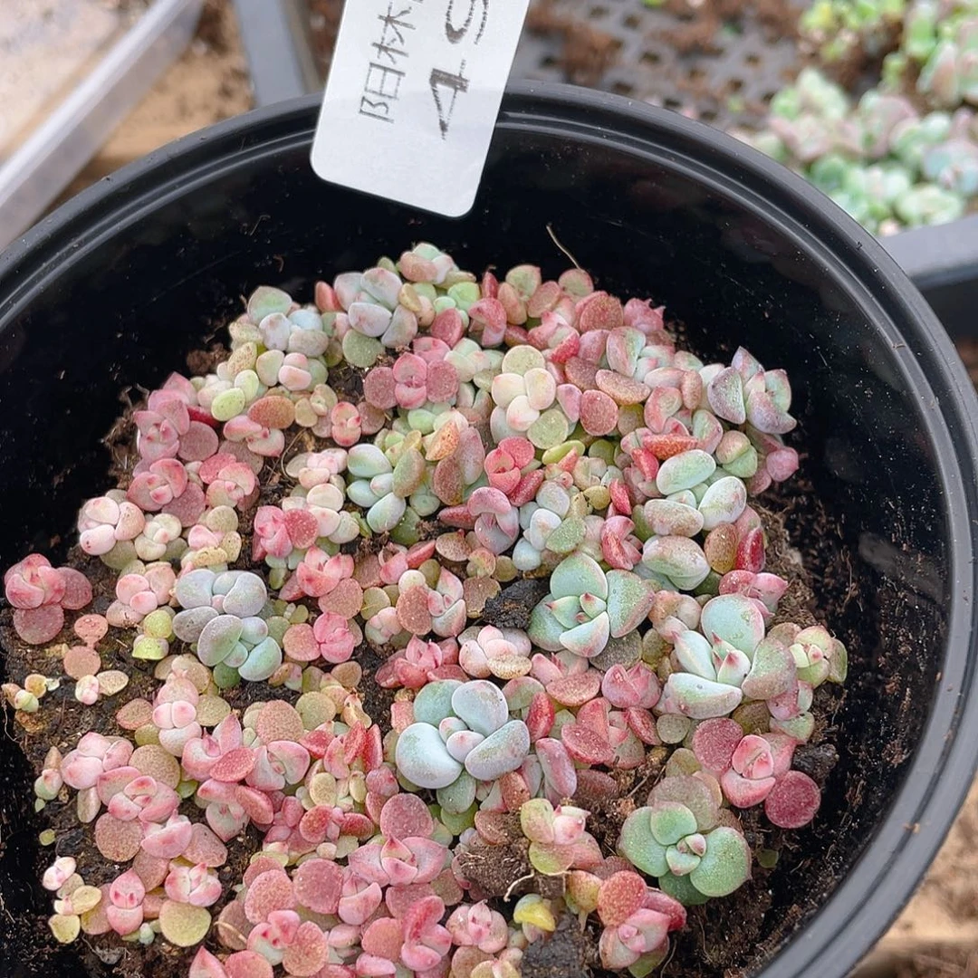 多肉植物多肉植物498