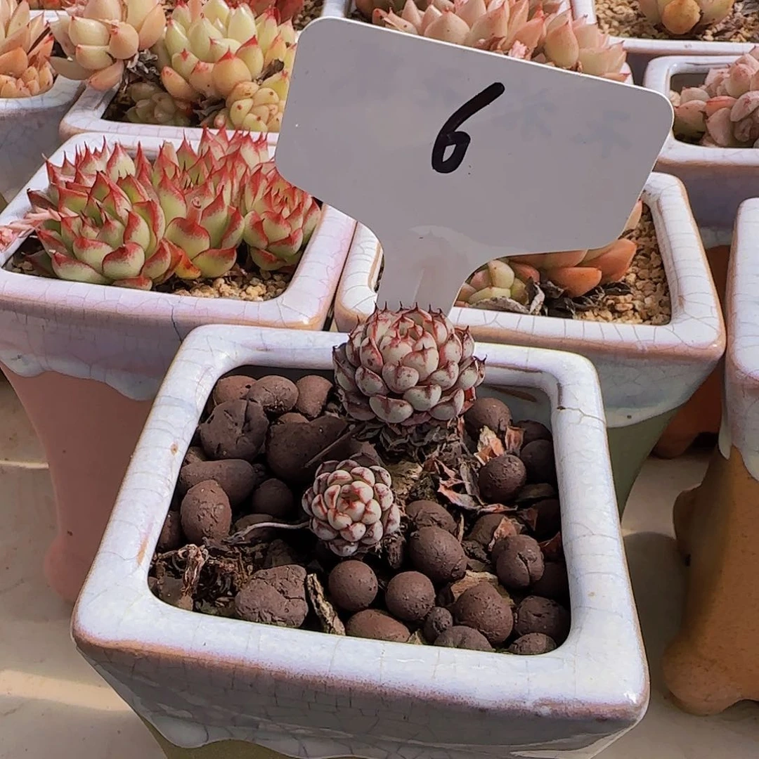 杂交6号，一物一拍，脱土