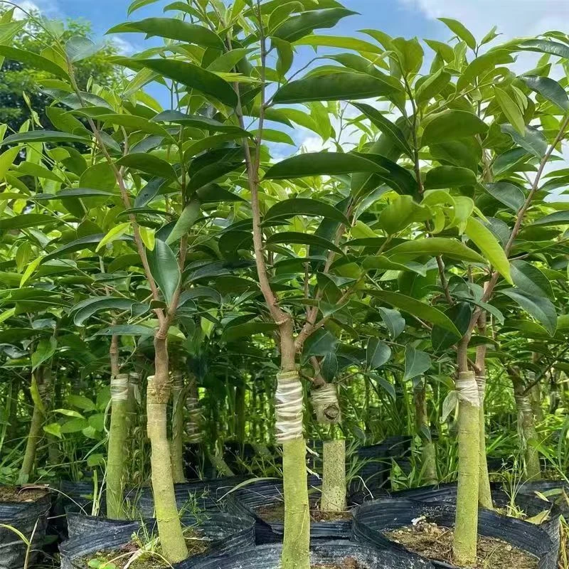 嫁接绿植奇楠沉香树苗100%真品绿奇楠沉香树苗