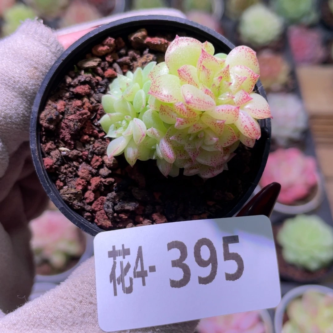 花利美4-395麦秆群