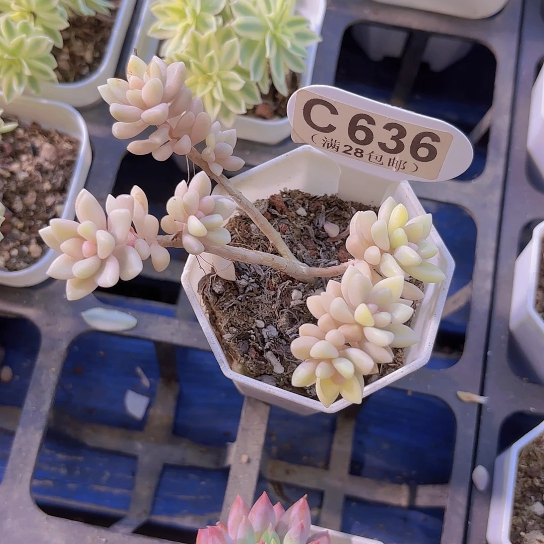 C636姬秋丽锦一物一拍