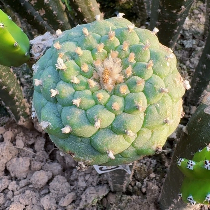 789长毛小密尤佛头仙微瑕疵