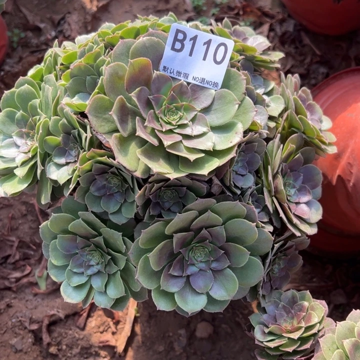 万圣节多肉植物110.