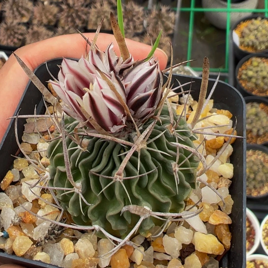 sb437实生根多肉植物带盆土