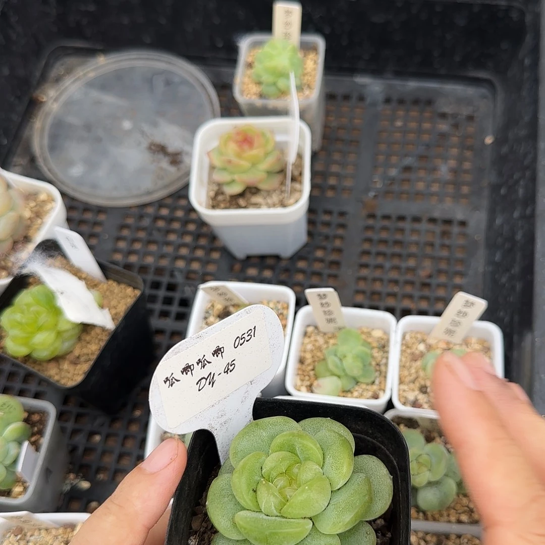 3011叶子一片一个满25包邮