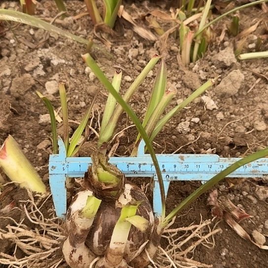 花*茛杂交白肋坨坨1号