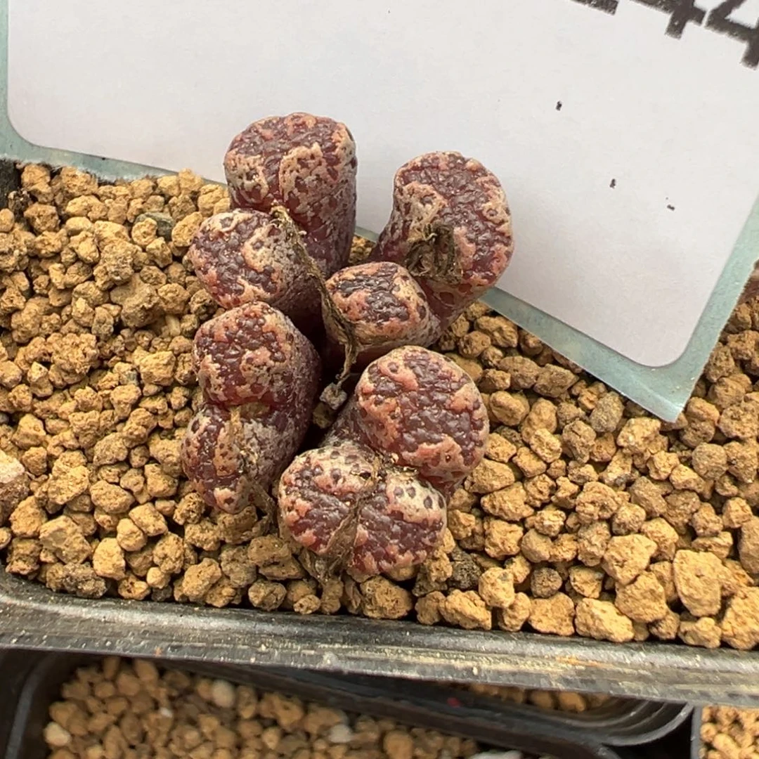 12-144肉锥多肉植物