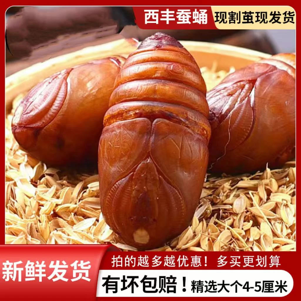 东北西丰红茧蛹大黄蛹食用新鲜茧蛹特产好吃1斤2斤3斤5斤