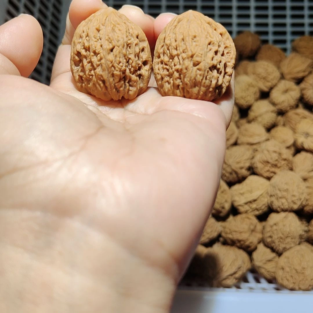 南疆石狮子头一物一图