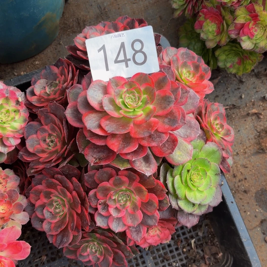 K***k148多肉植物克拉恋人