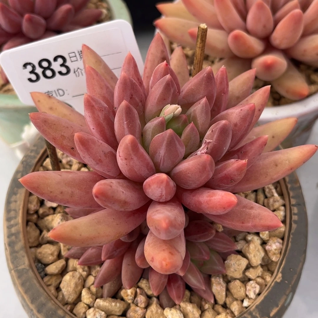 金鱼姬多肉植物383