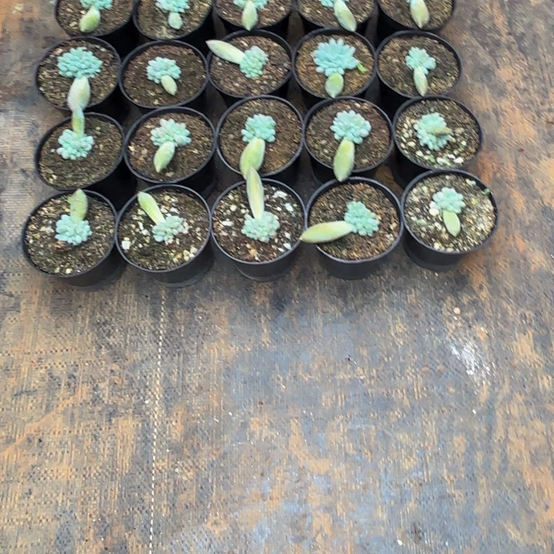 梅****Kjjjkkkkkkmmkknhjjjjhjjjjjjjjj