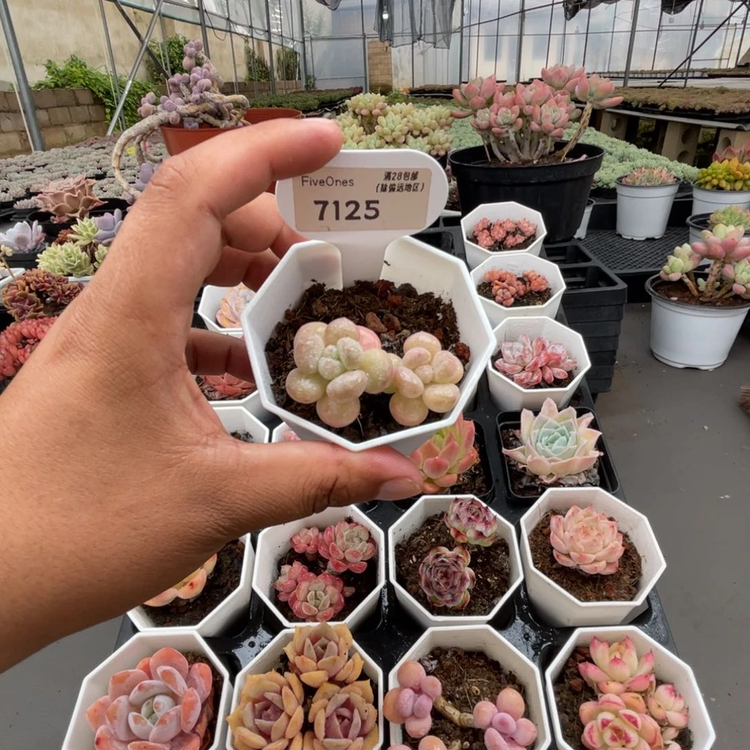 7125泡泡糖4.0厘米