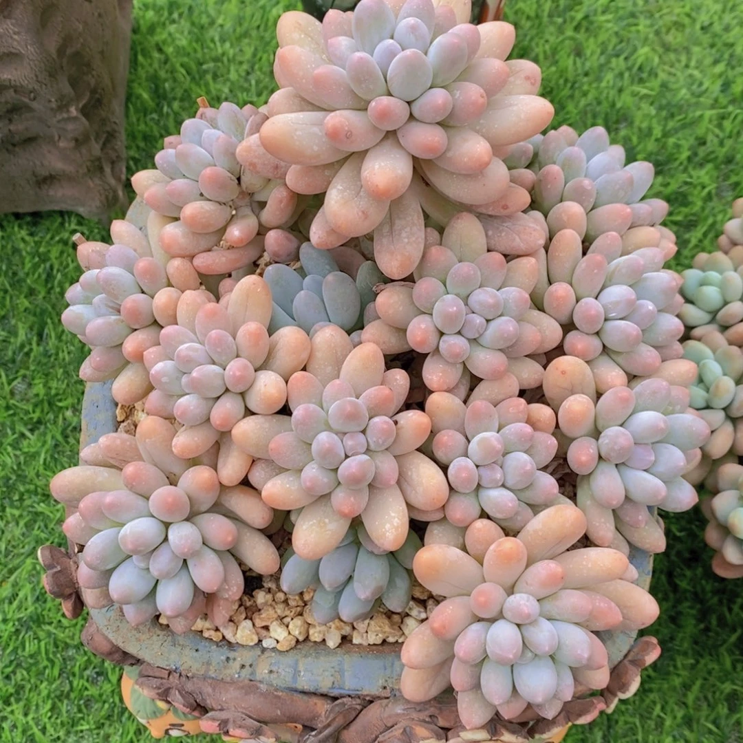 汤圆 一物一拍。