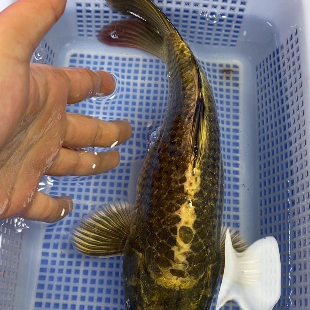 锦鲤冷水锦鲤包邮