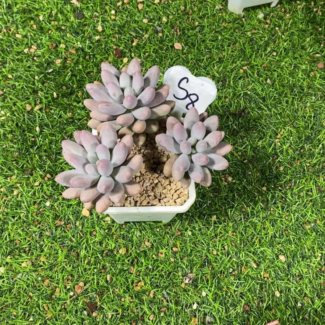 我****粉色恋人小群多肉植物