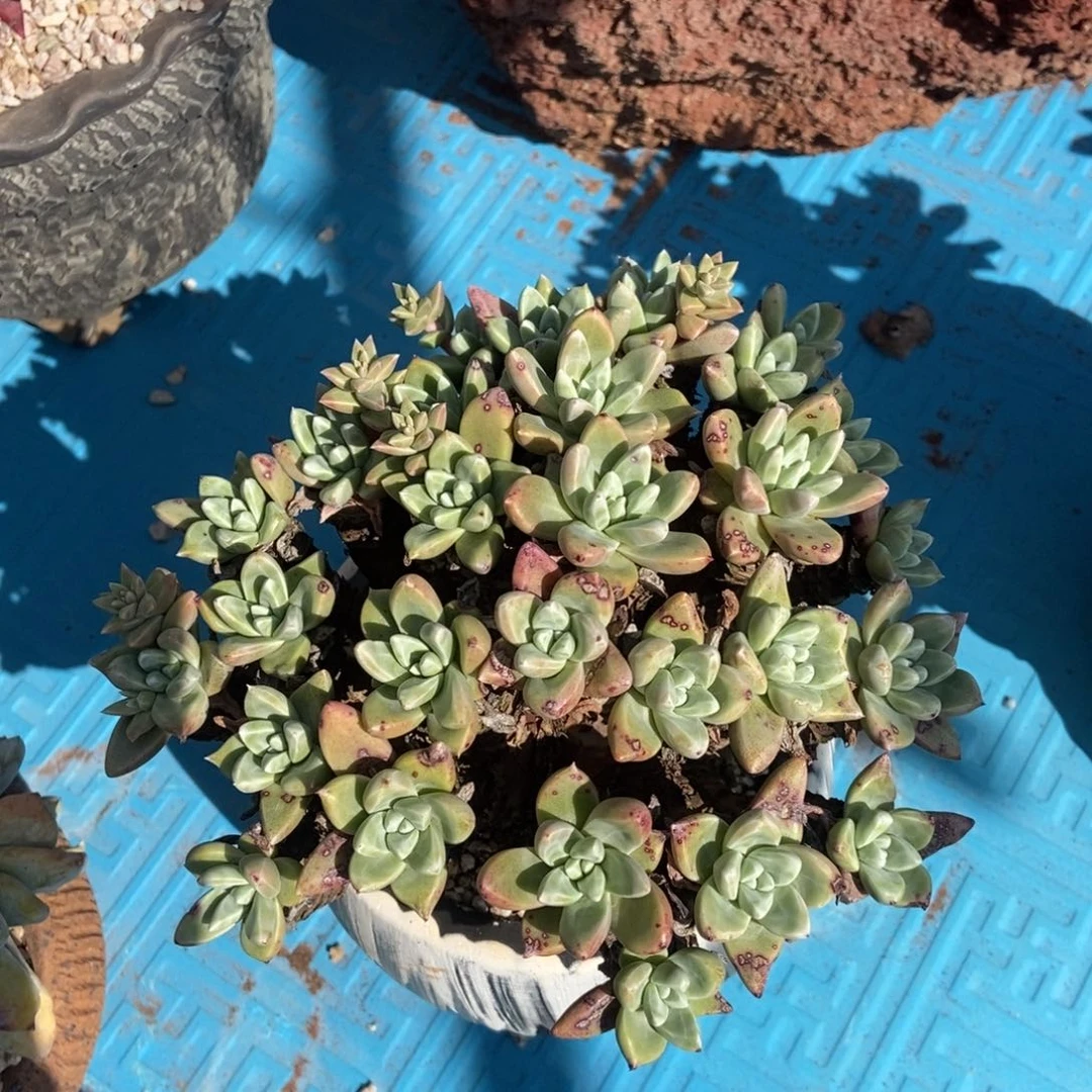 粉体法姆多肉植物