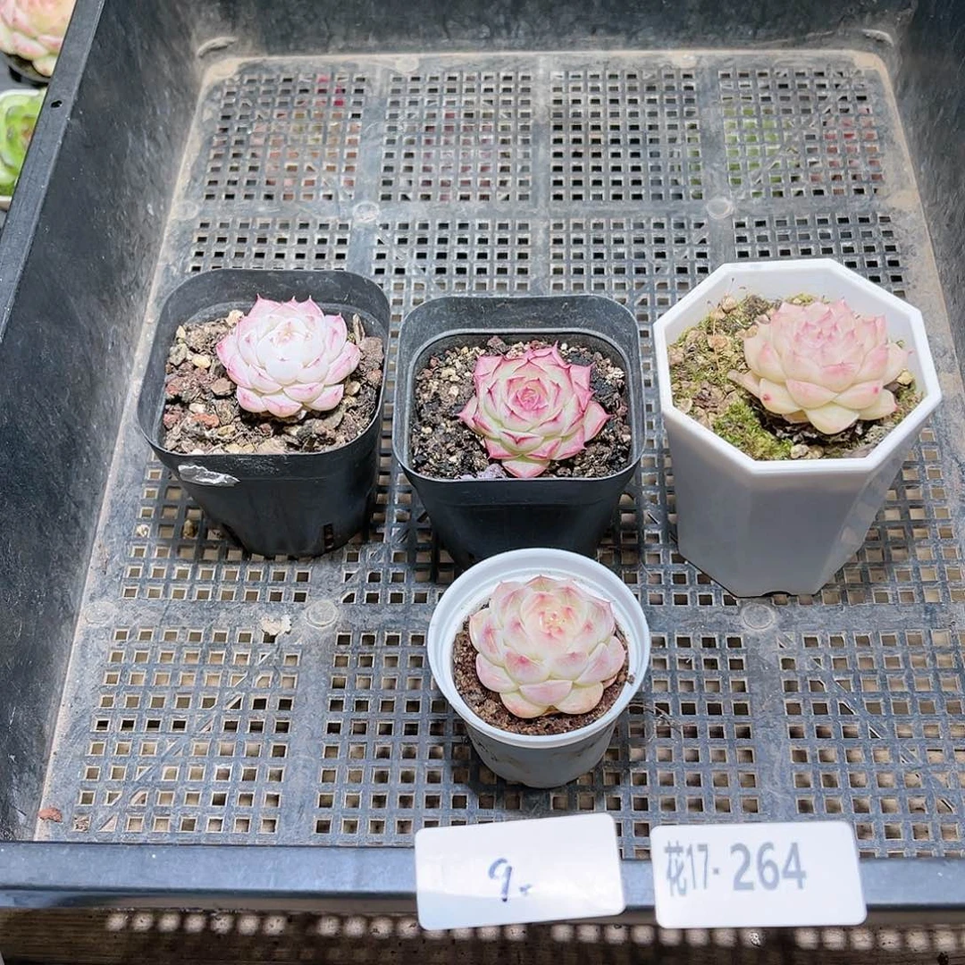 花利美17-264框拍4颗