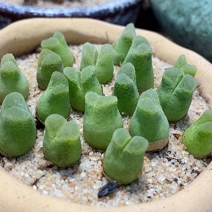 奶瓶风铃一组10颗