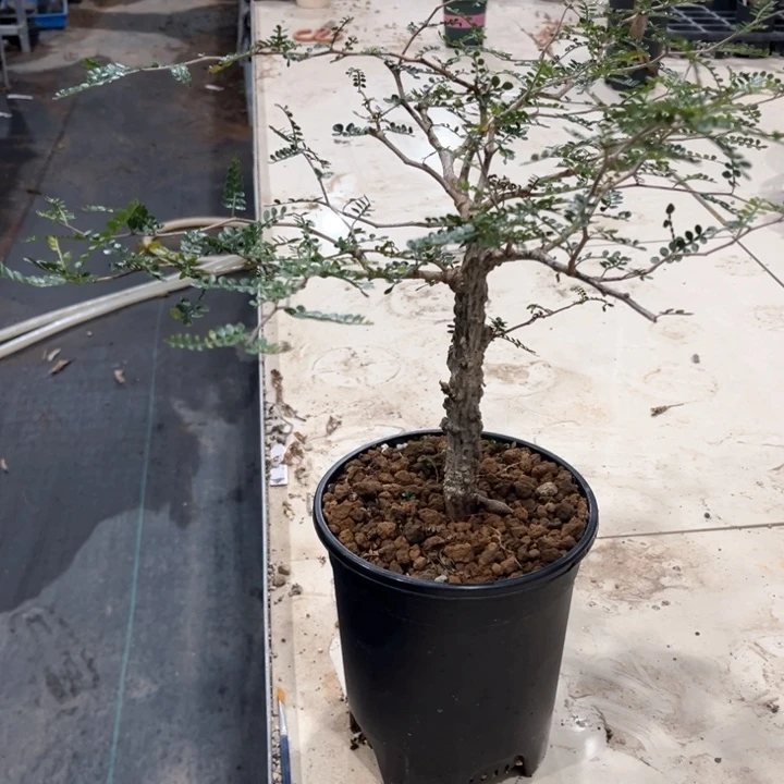 李*象足漆树111111111111