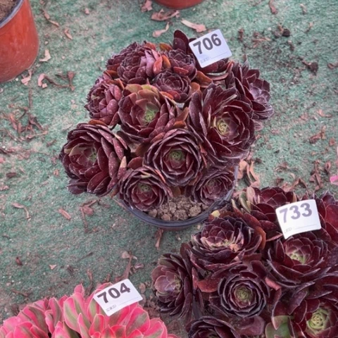凡***m706黑美人朵朵多肉