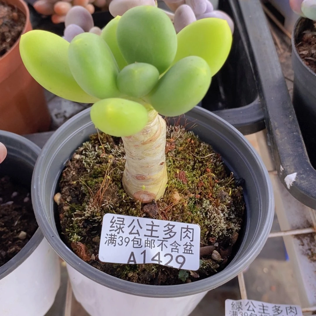 芒果奶老桩单头1429多肉植物