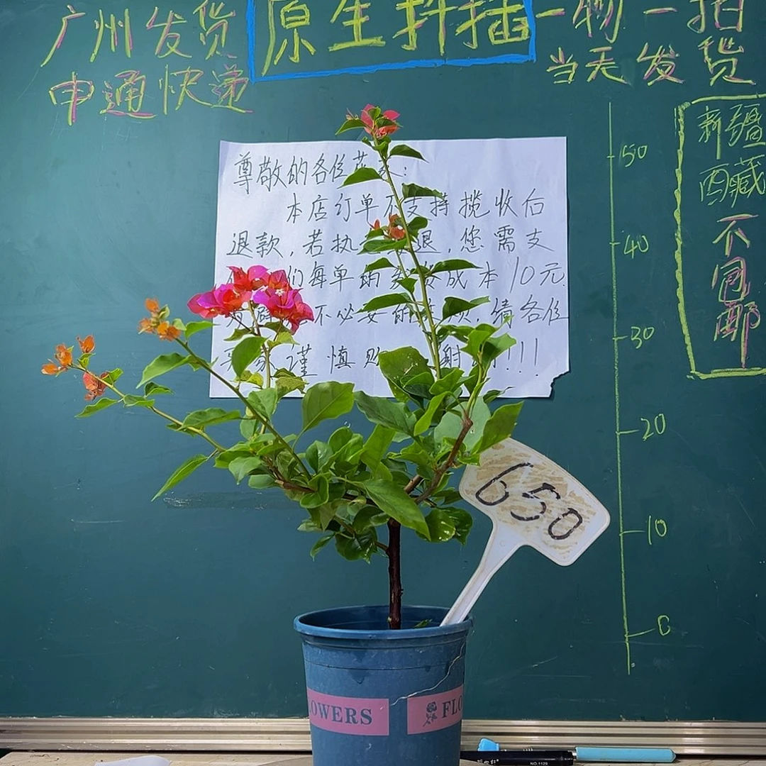 当前无花栽培后可以开花 热带花束有变异 650
