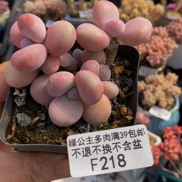 腰子桃蛋7cm218多肉