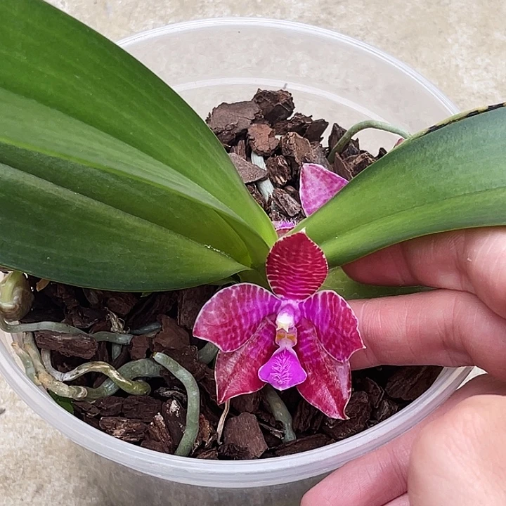 大部分开放少量花苞红路德兄弟交