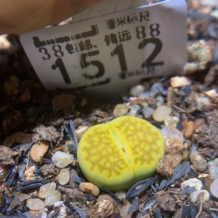 Sss精品生石花1512