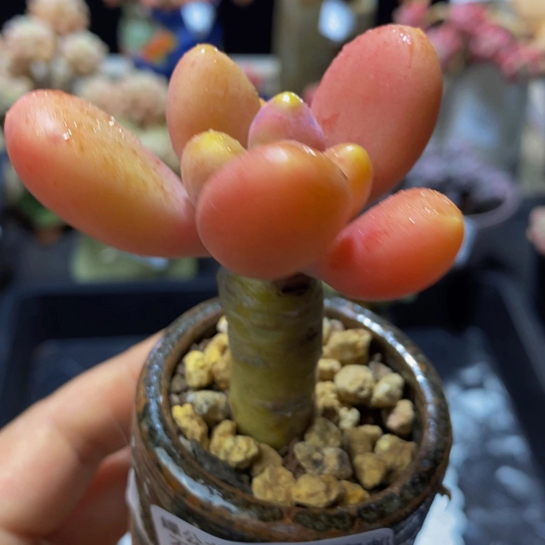 135 芒果奶金蟾5 厘米