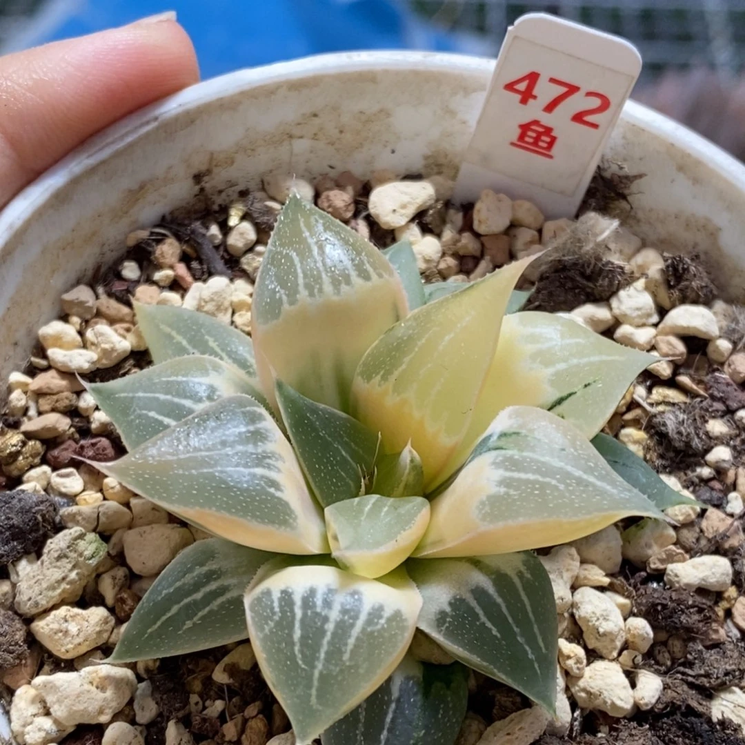 472号实生糊斑寿锦