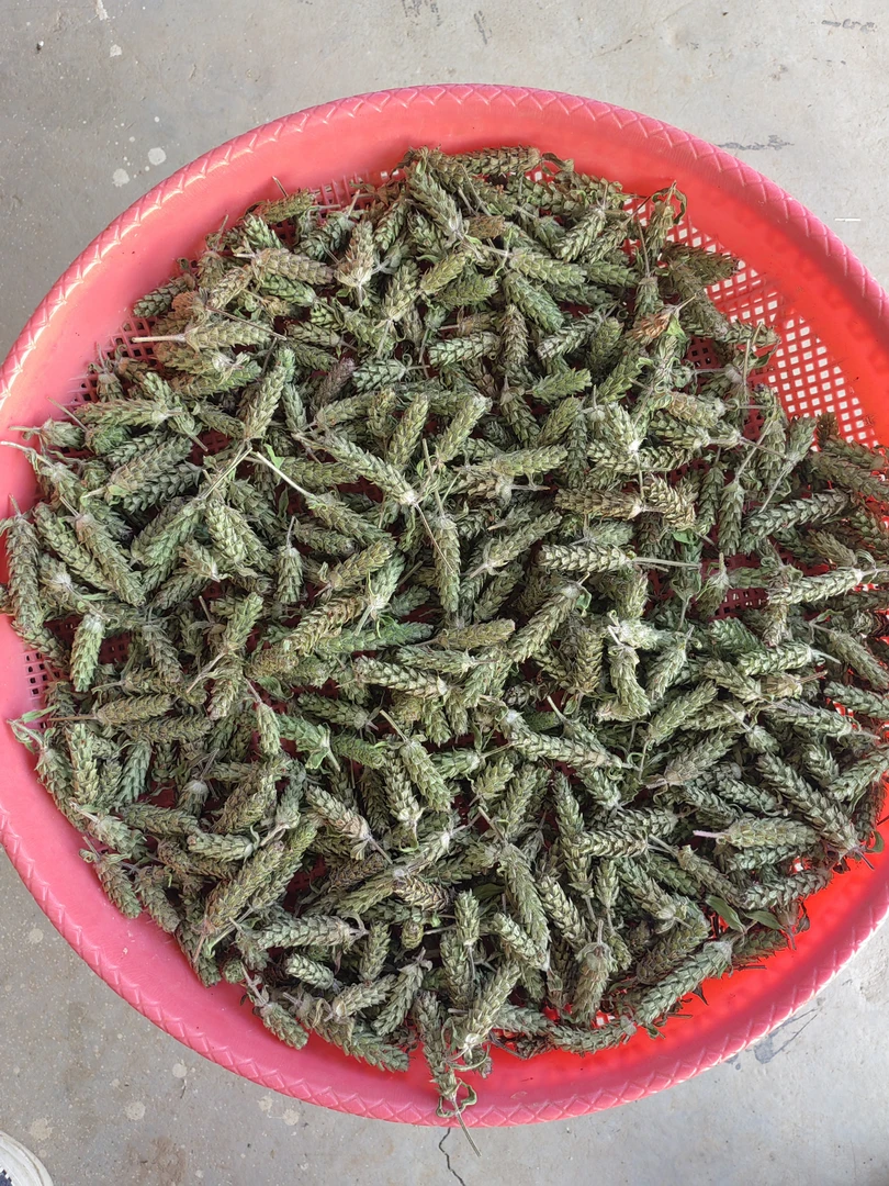 夏枯球野生夏枯草花穗大山里采摘夏枯草穗九重楼大头草铁色草