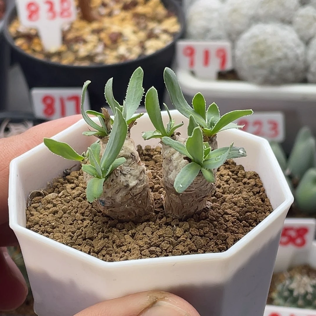 实生双头雪顶刨花厚敦菊