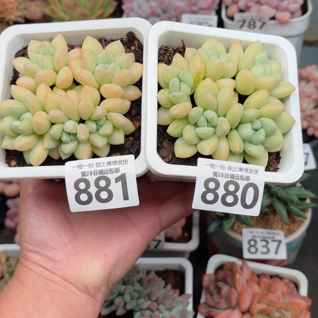 珍***茶泡泡糖整群880  881两棵无盆土发货
