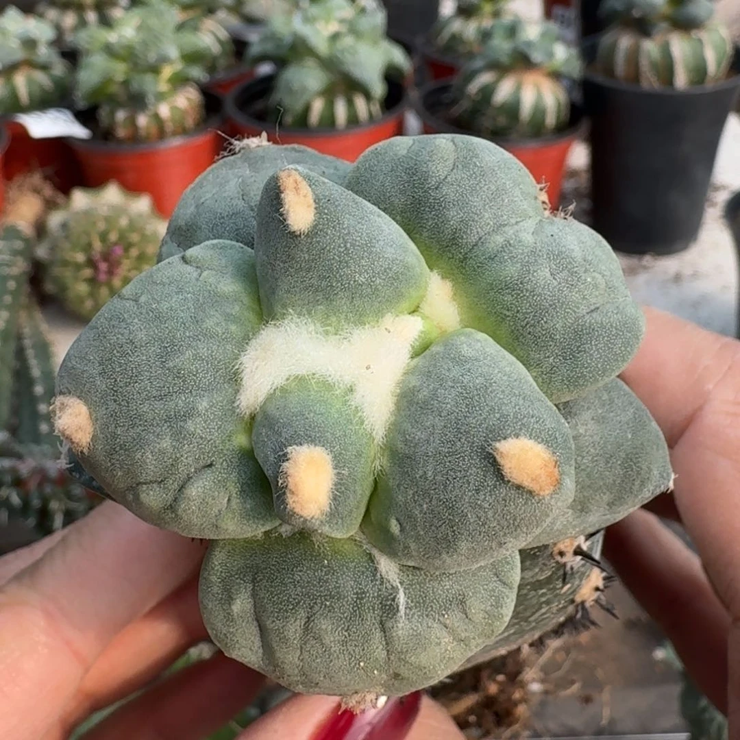 【闪购商品】无花朵超白大尤达摩609