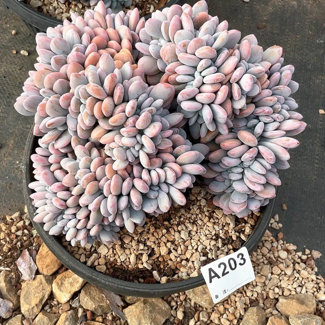蓝***灵203多肉植物多肉已经有