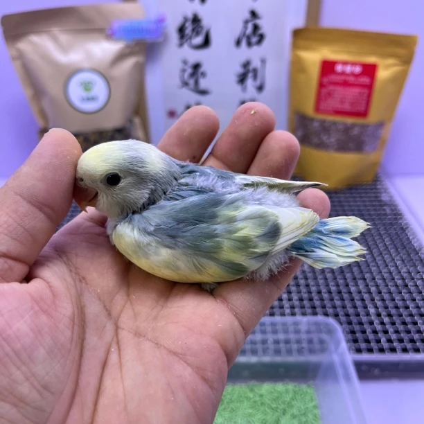 精品高趴莫奈花桃公I07037-牡丹鹦鹉