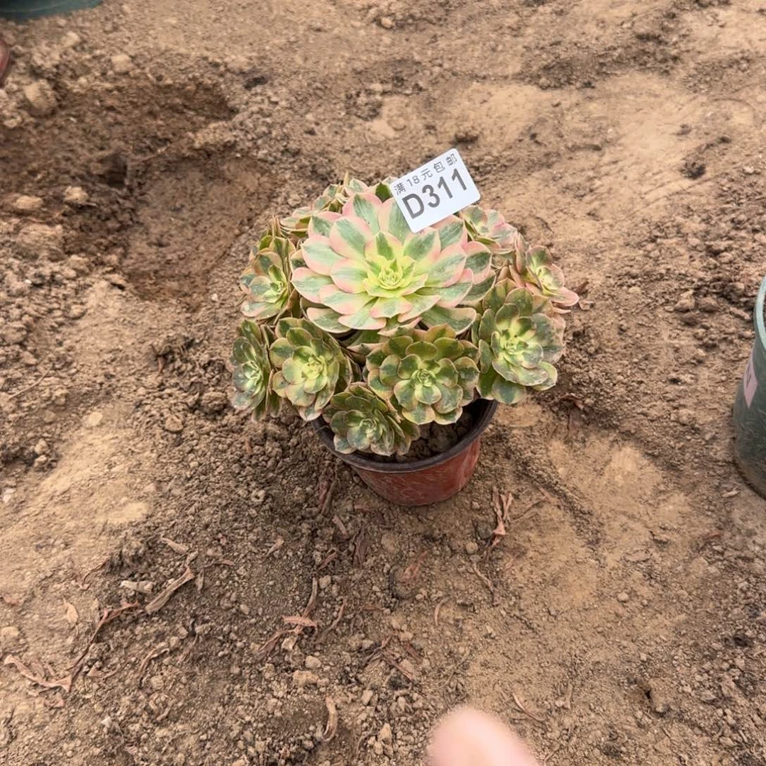 311 号一物一拍多肉1号棚荔枝