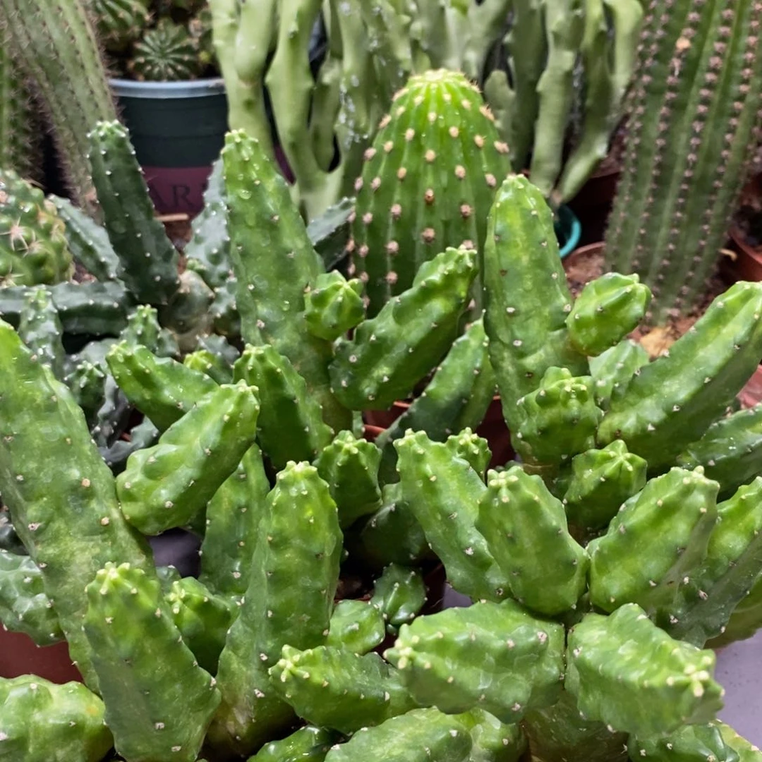 群生多头桃太郎一杯