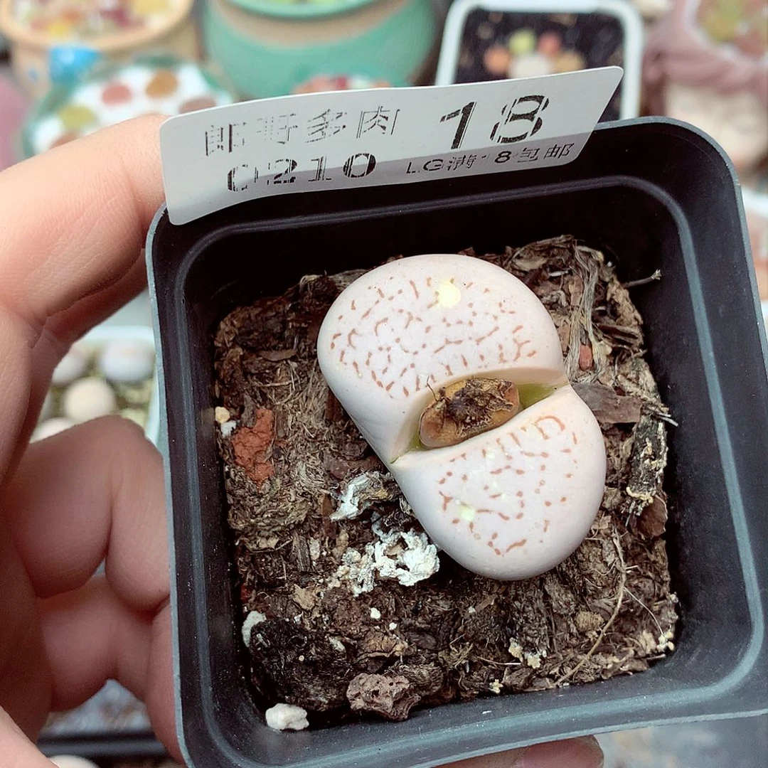 郎哥多肉生石花10-18